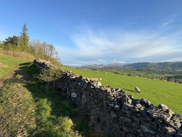 Lambs on a sunny spring morning, Lake District