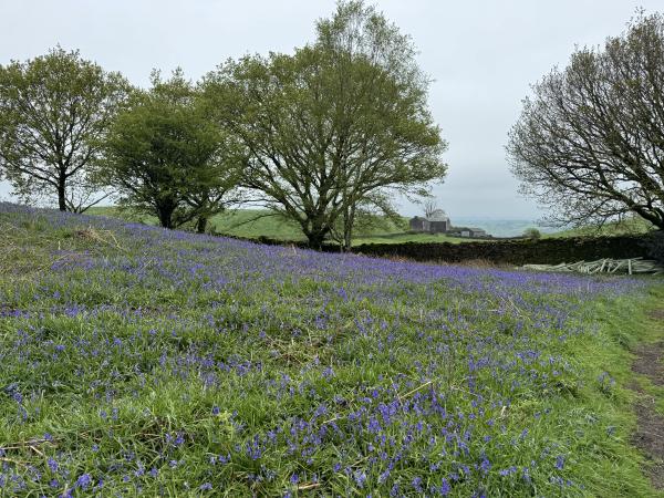 Bluebells, Kendal, Cumbria, Lake District