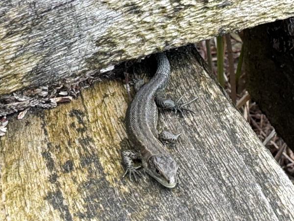 Lizard, Foulshaw Moss, Cumbria