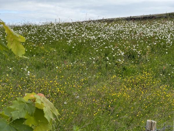 Wild Flowers, Kendal, Cumbria