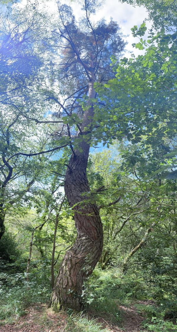 Bent tree