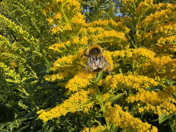 Bee collecting pollen