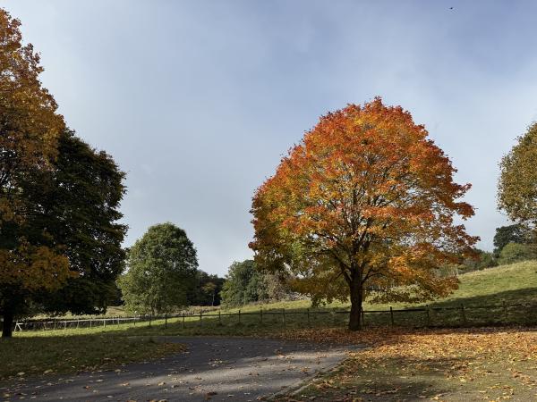 Autumnal Colours, Dalemain, Cumbria