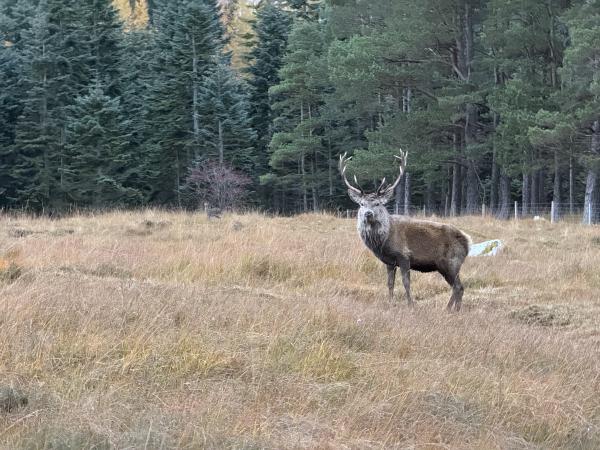 Stag, Laggan, Newtonmore