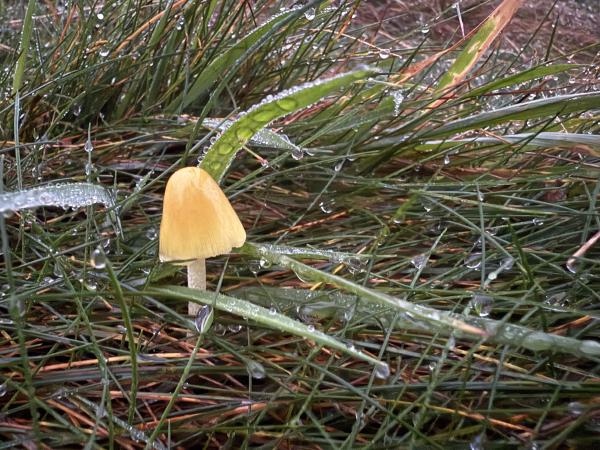 Mushroom at dawn, Kendal, Cumbria