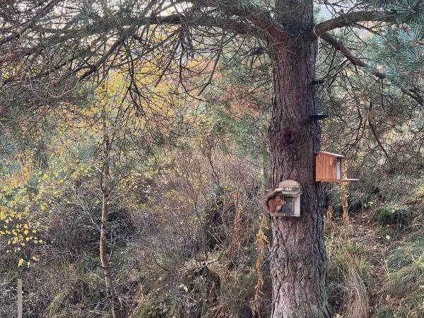 Red Squirrel in the garden